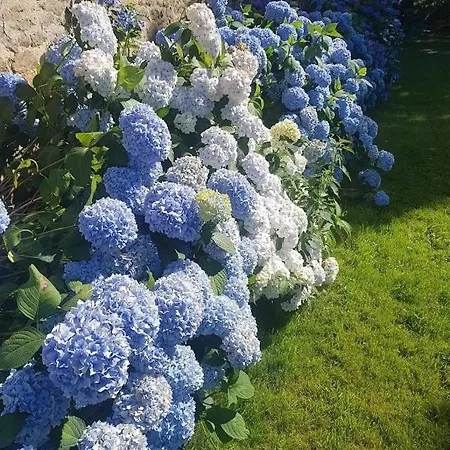 Chateau Du Plessis Bochard